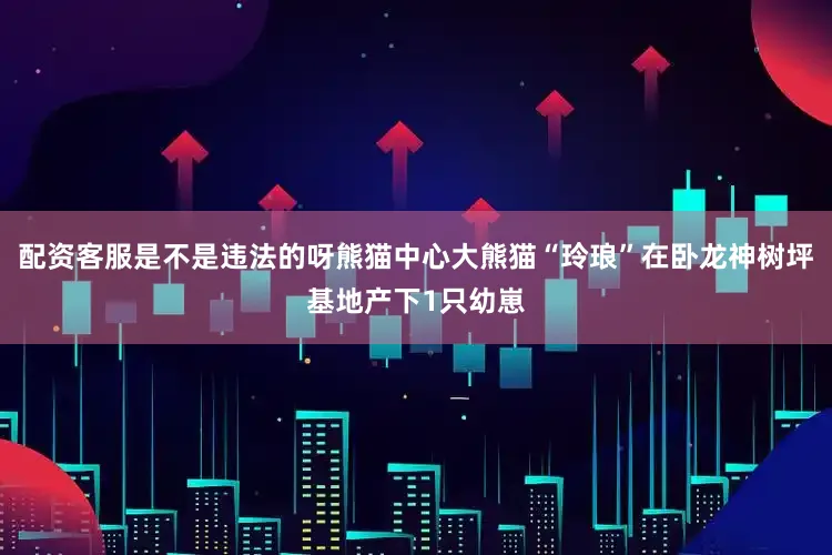 配资客服是不是违法的呀熊猫中心大熊猫“玲琅”在卧龙神树坪基地产下1只幼崽